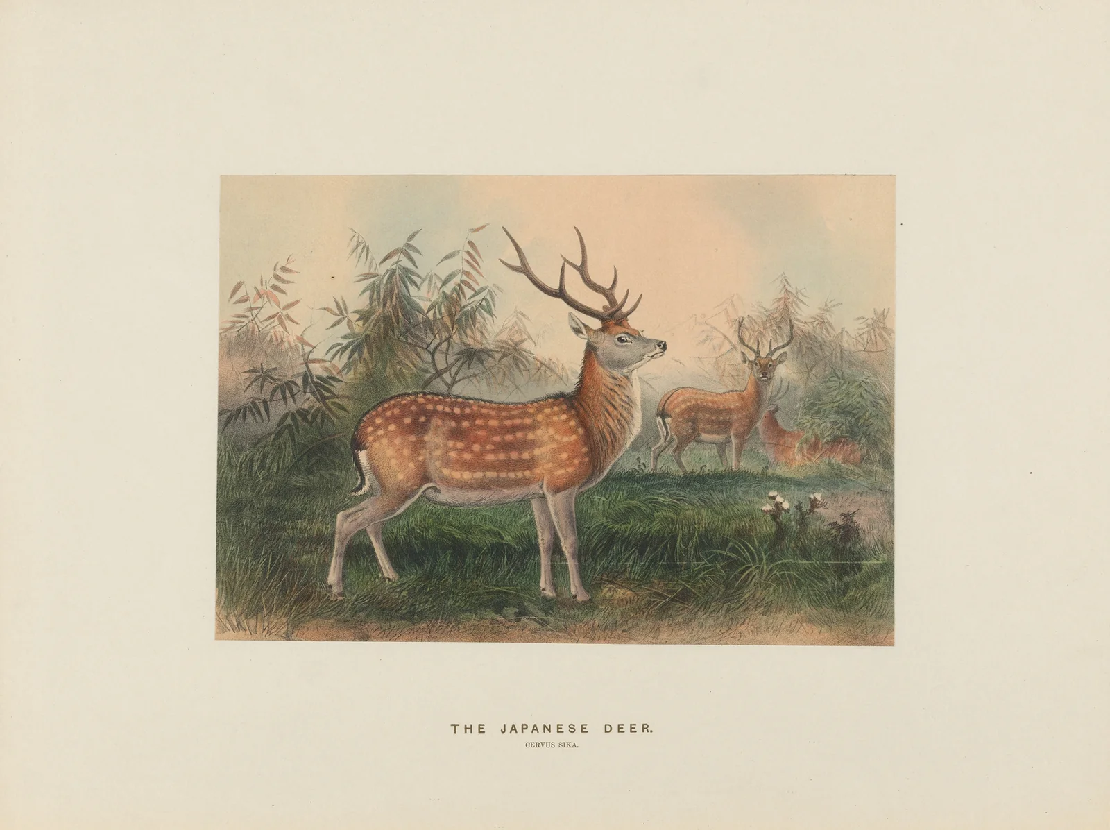 The Japanese Deer av Joseph Wolf