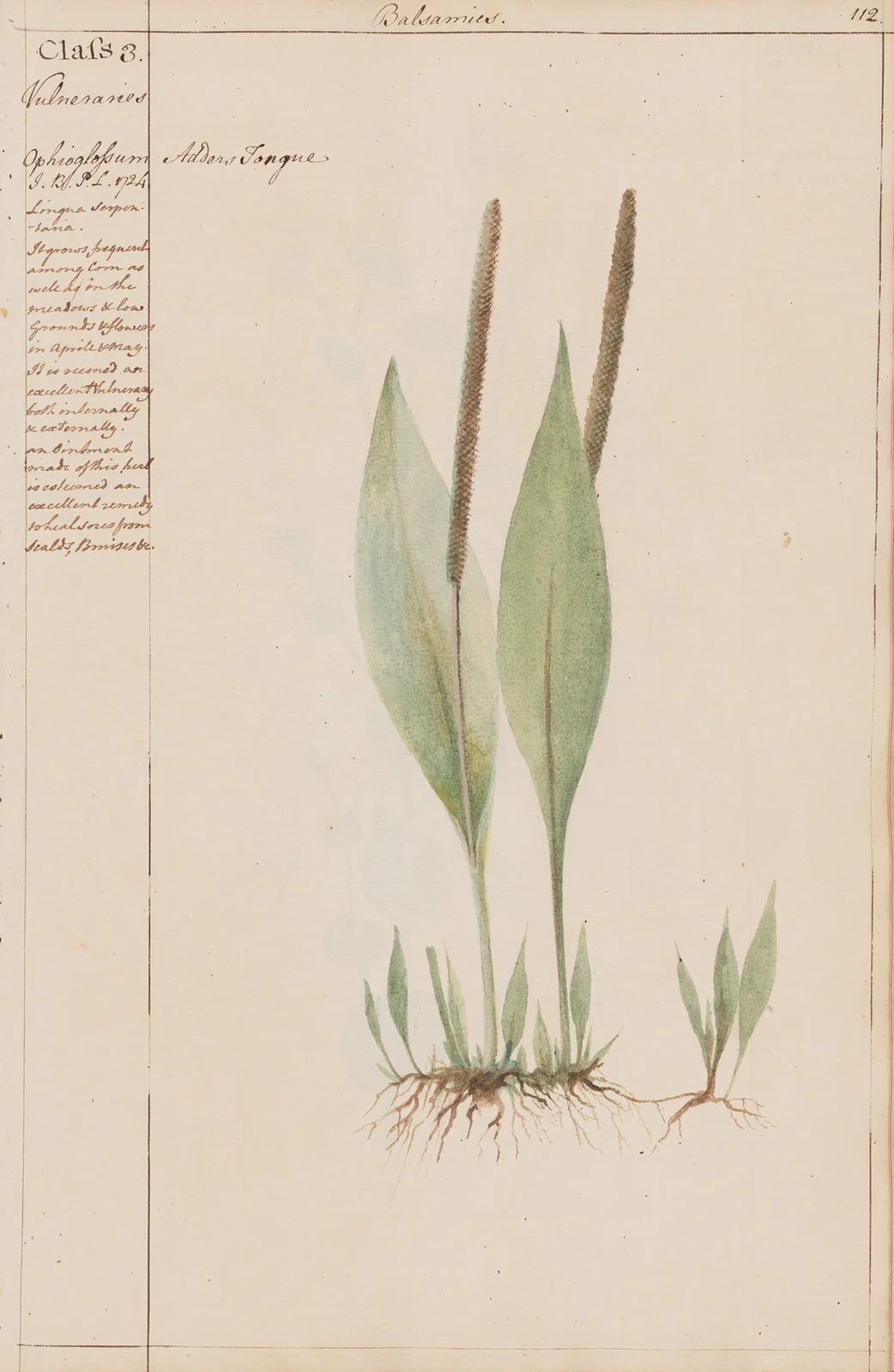 Adders Tongue av Joshua Webster