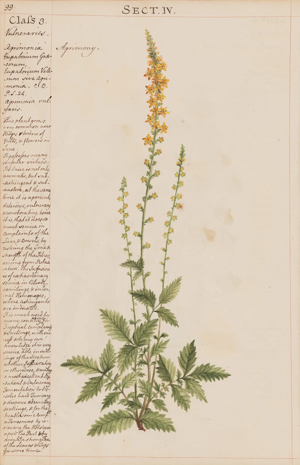 Agrimony av Joshua Webster