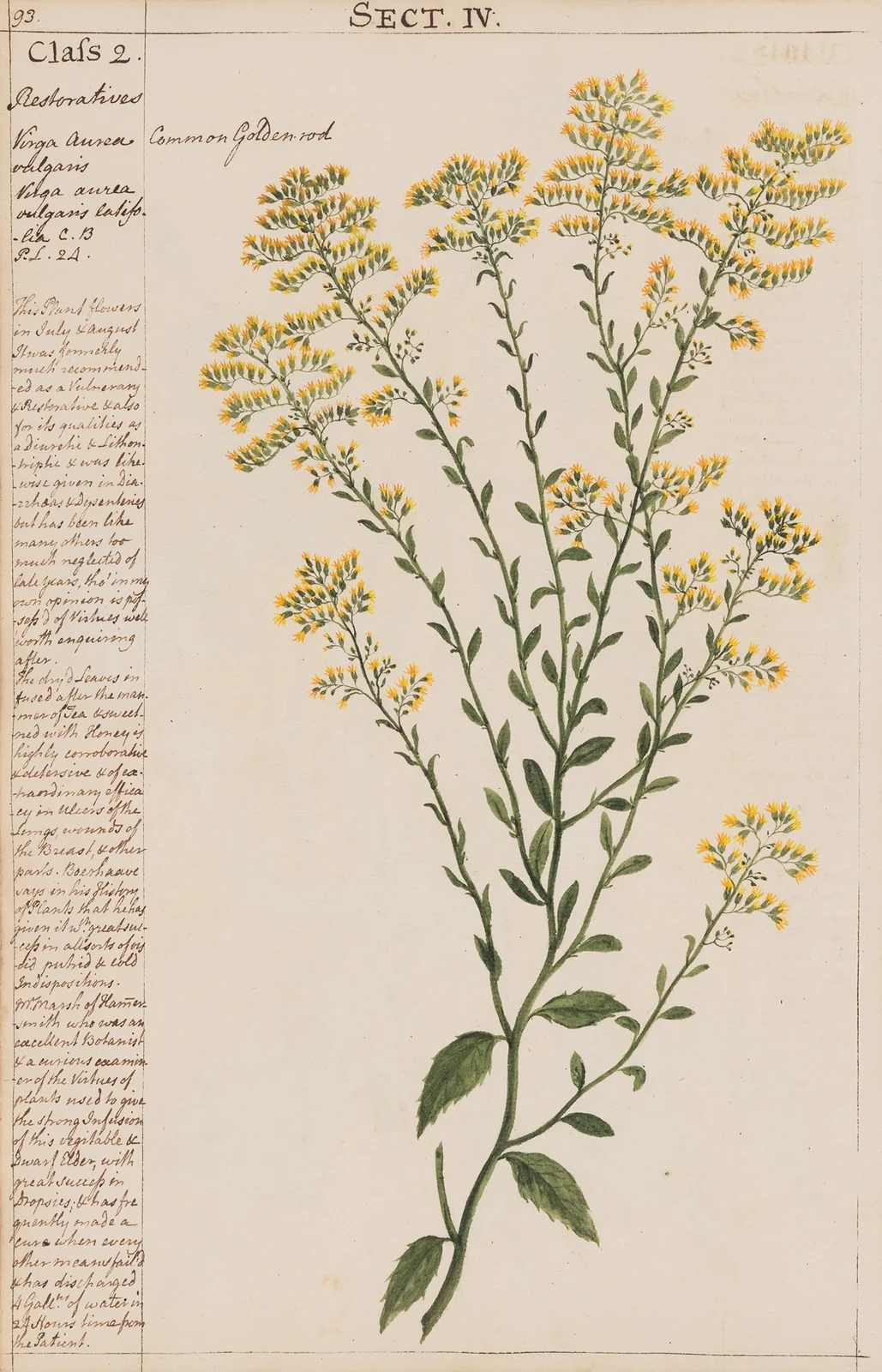 Commmon Golden rod av Joshua Webster