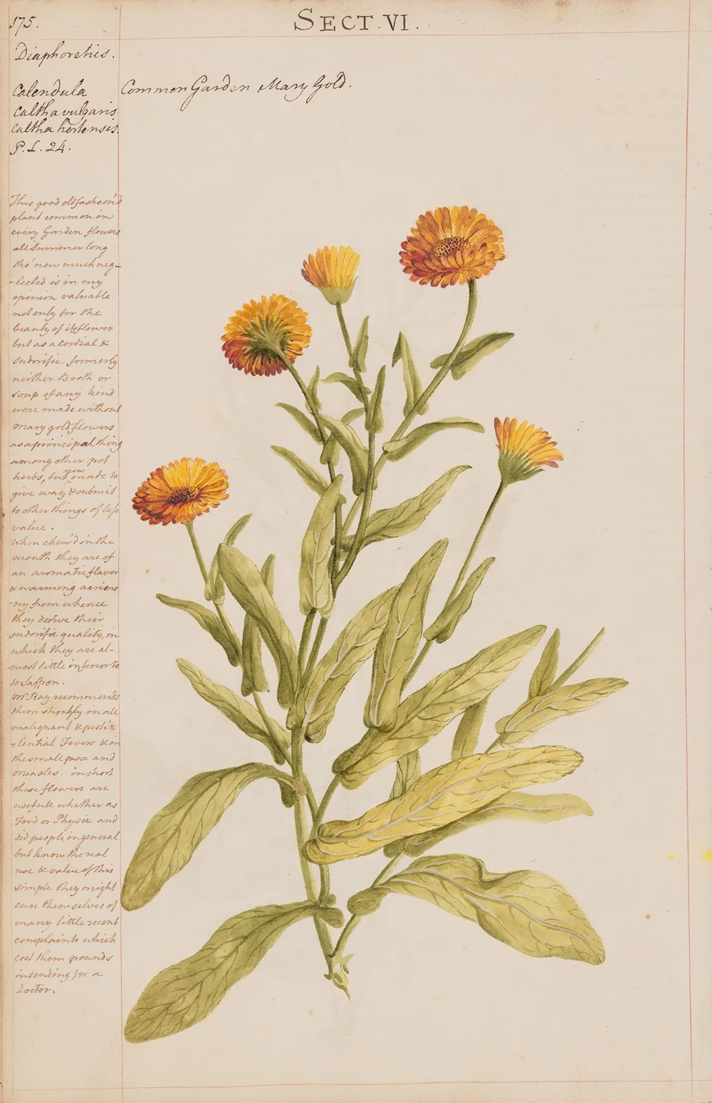 Common Garden Marigold av Joshua Webster
