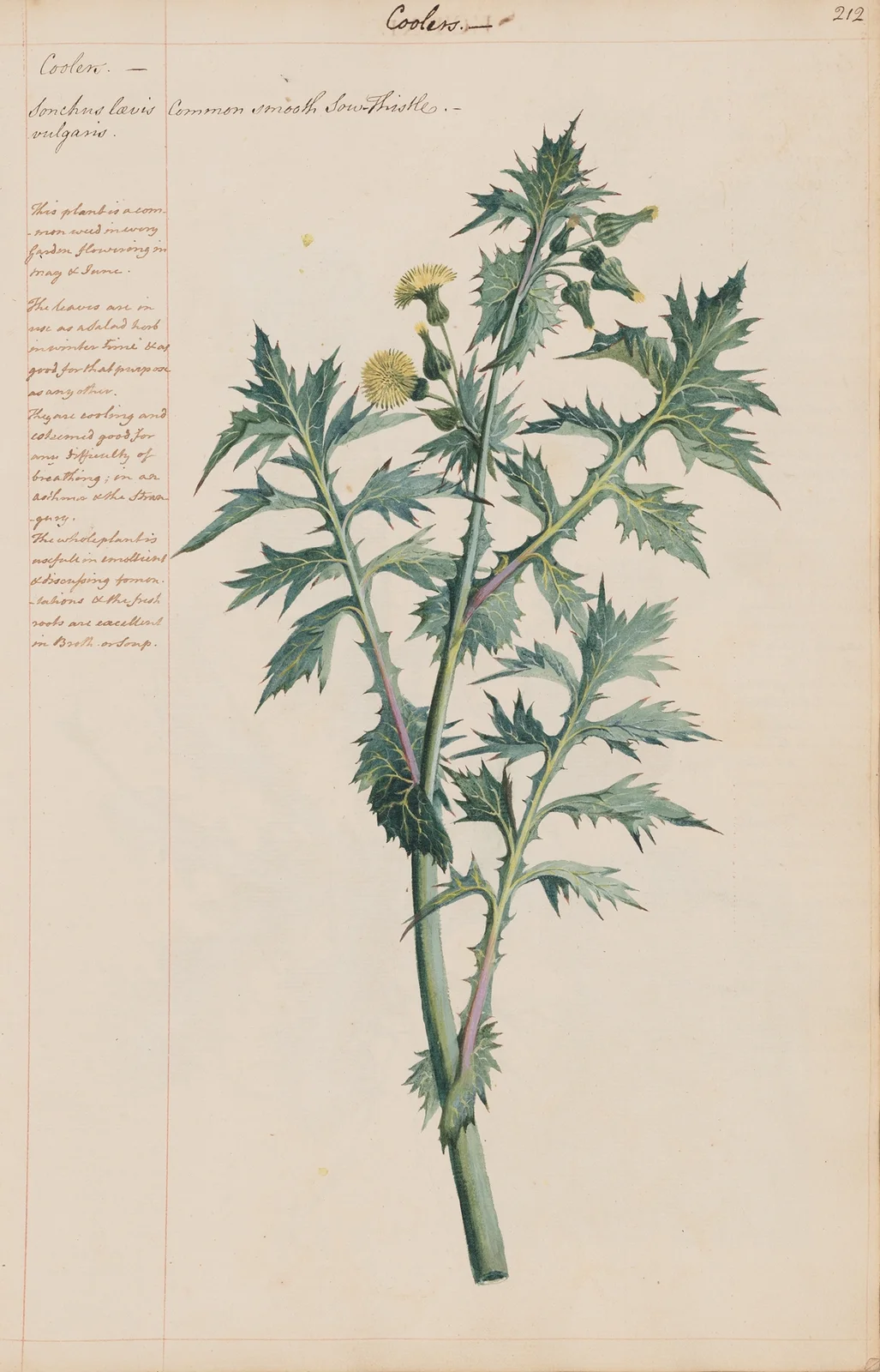 Common Smooth Sow Thistle av Joshua Webster