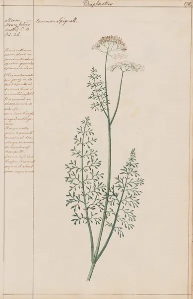 Common Spignell av Joshua Webster