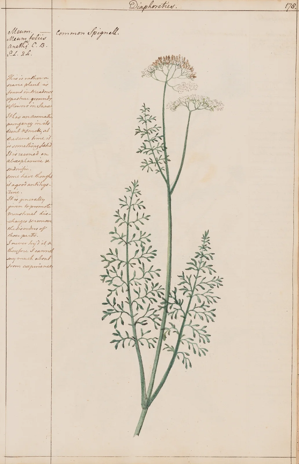 Common Spignell av Joshua Webster