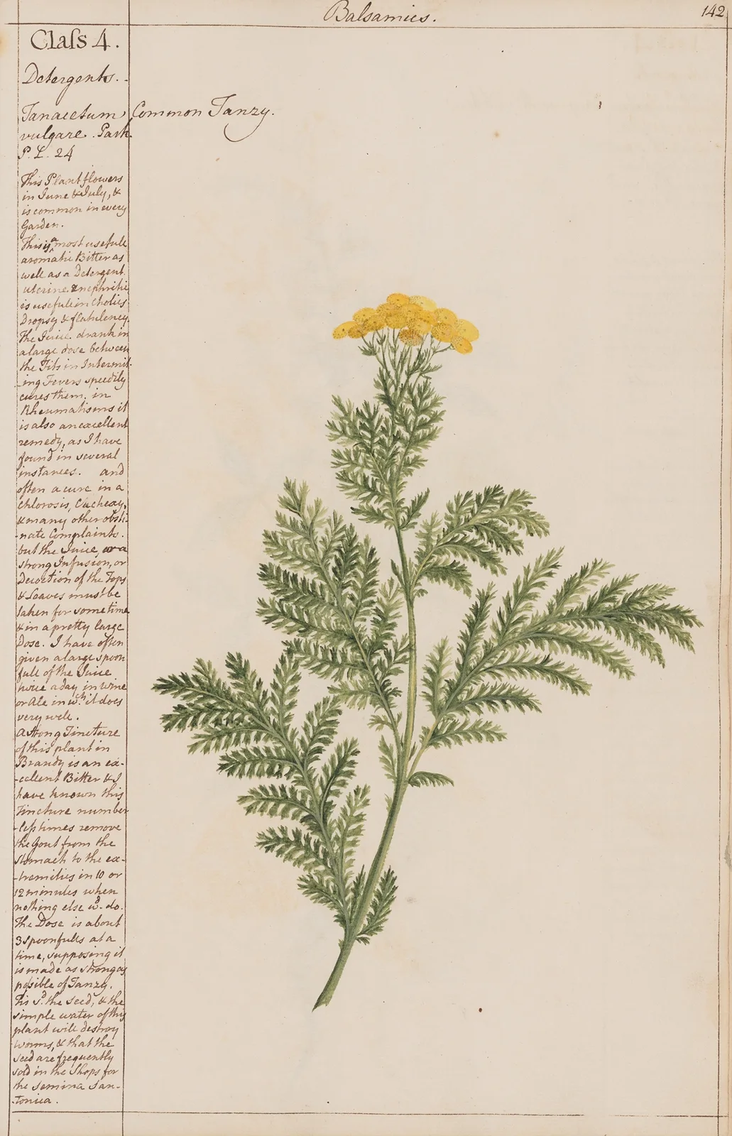 Common Tansy av Joshua Webster