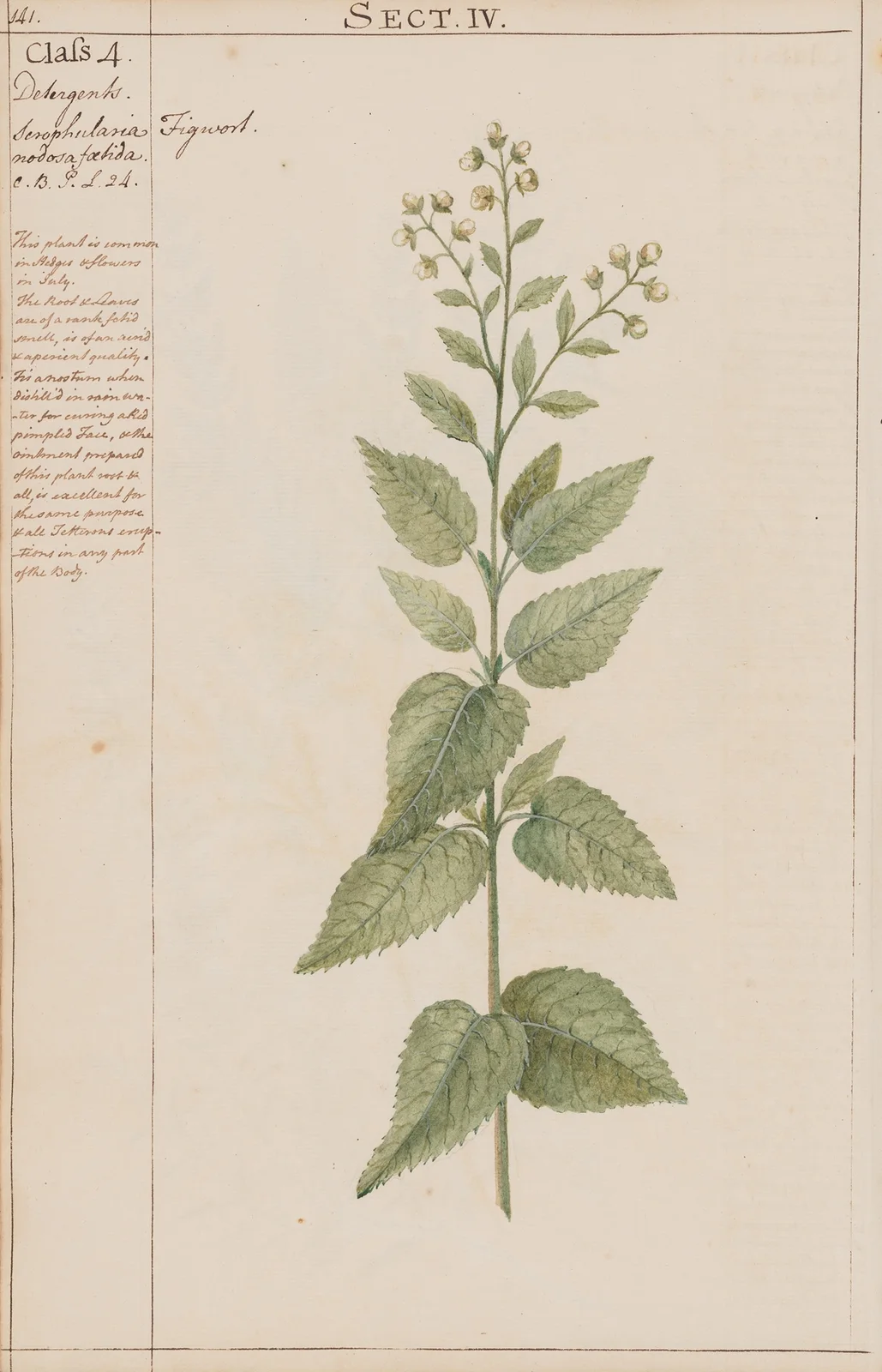 Figwort av Joshua Webster