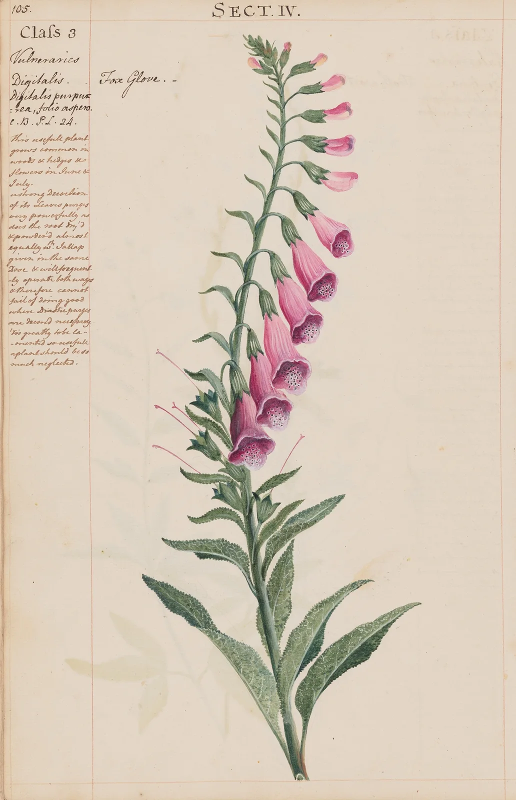 Fox Glove av Joshua Webster