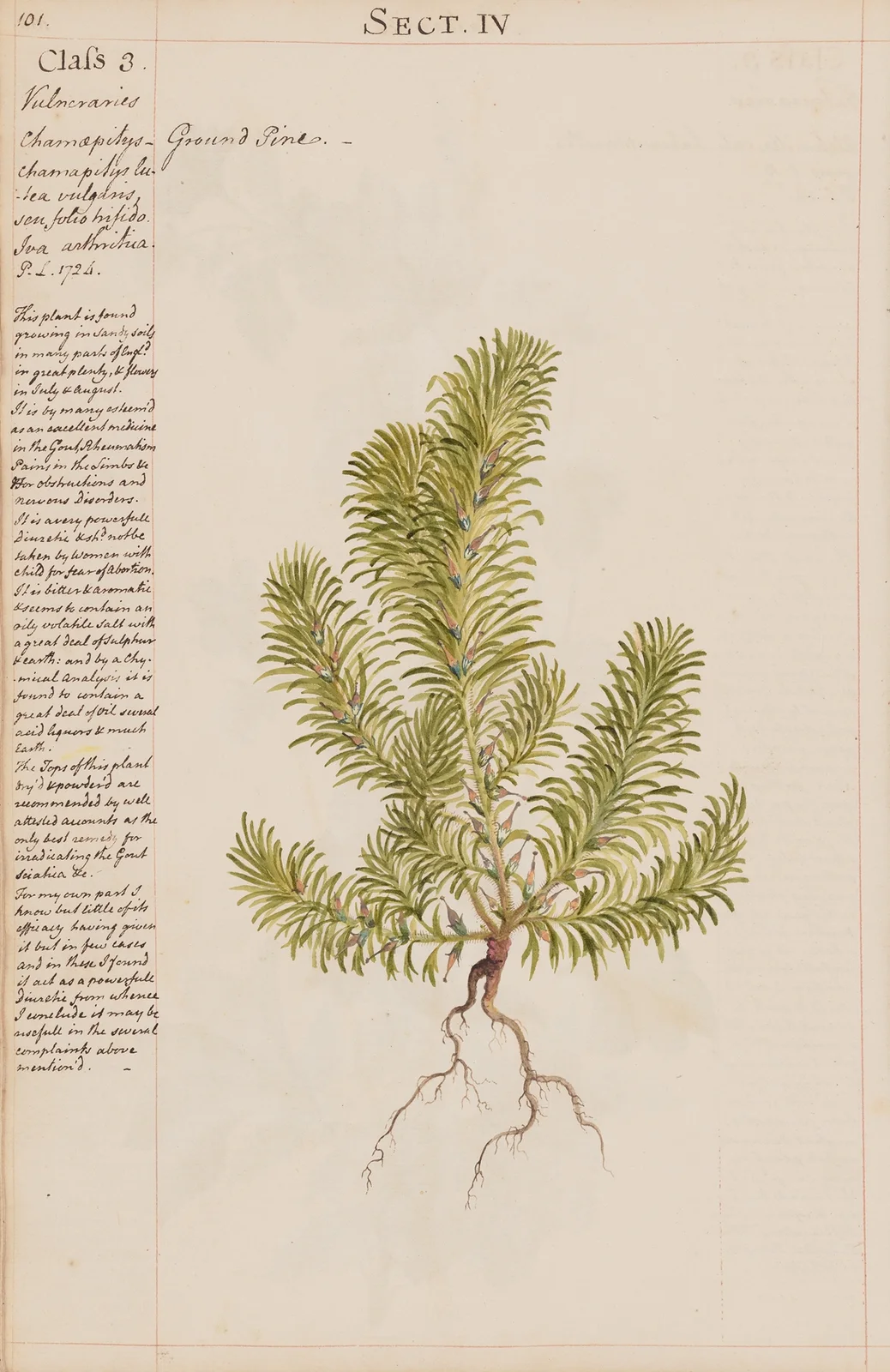 Ground Pine av Joshua Webster