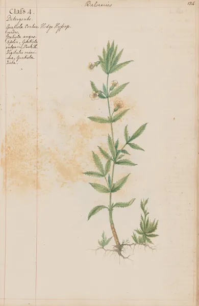 Hedge Hyssop av Joshua Webster