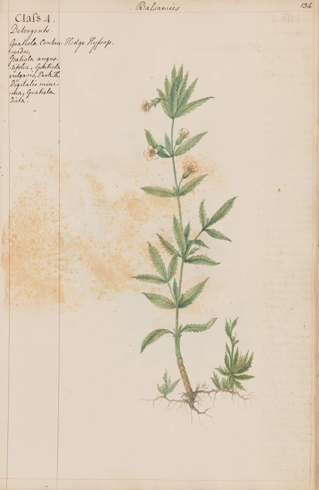 Hedge Hyssop av Joshua Webster