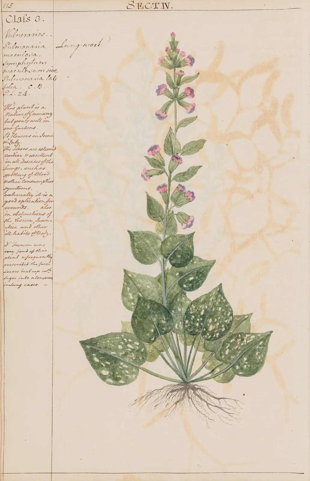 Lung-wort av Joshua Webster