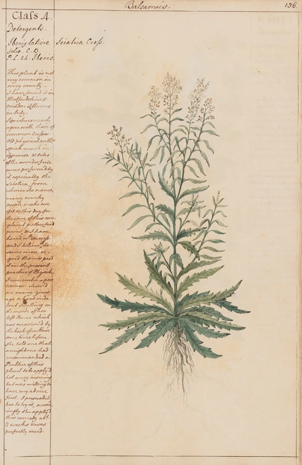 Sciatica Cress av Joshua Webster
