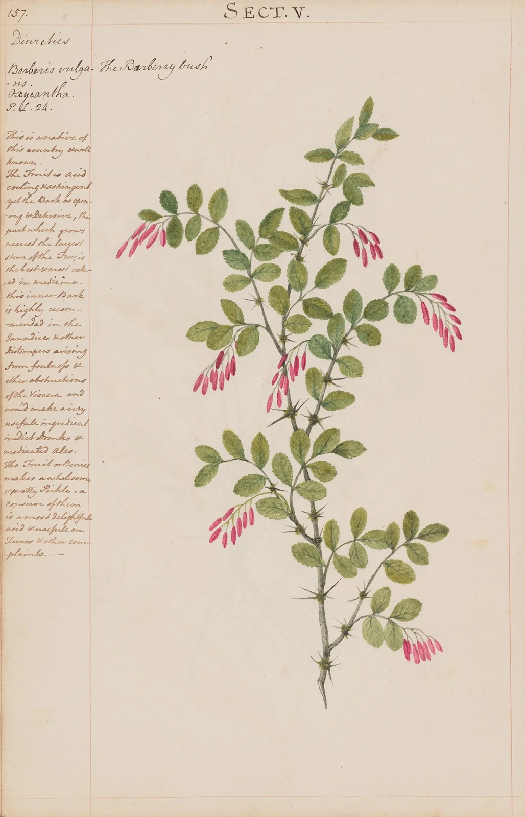 The Barberry Bush av Joshua Webster