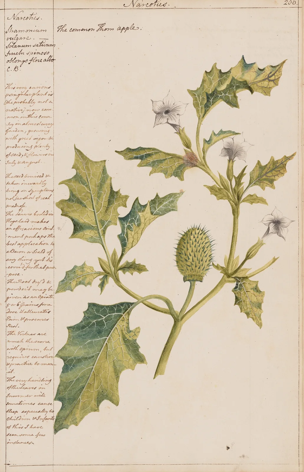 The Common Thorn Apple av Joshua Webster