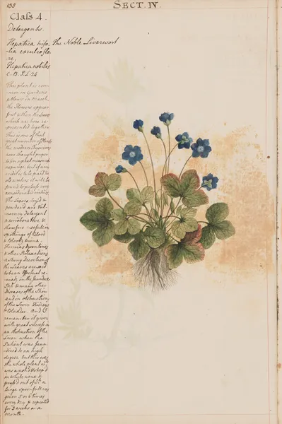 The Noble Liverwort av Joshua Webster