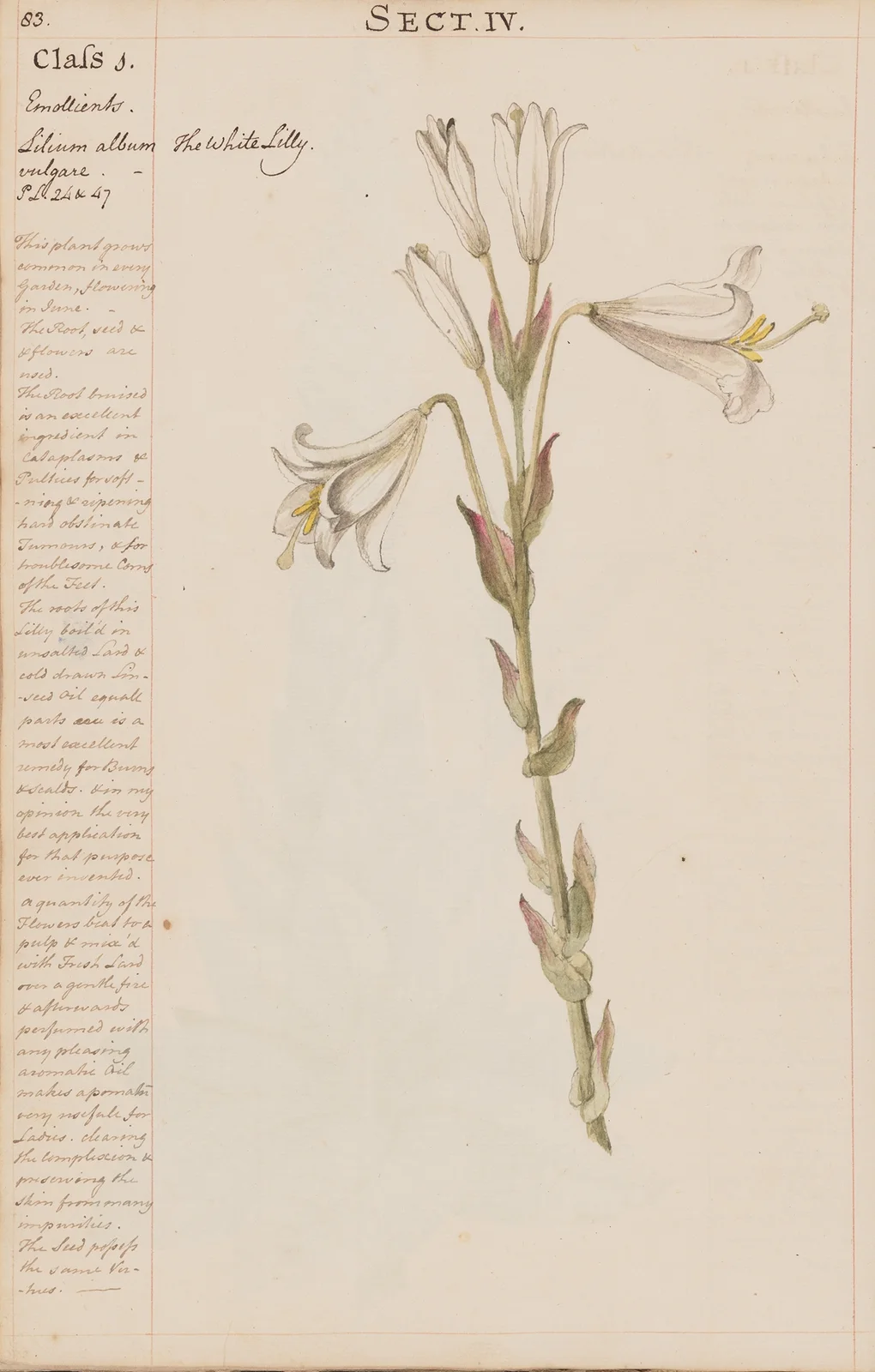 The White Lilly av Joshua Webster