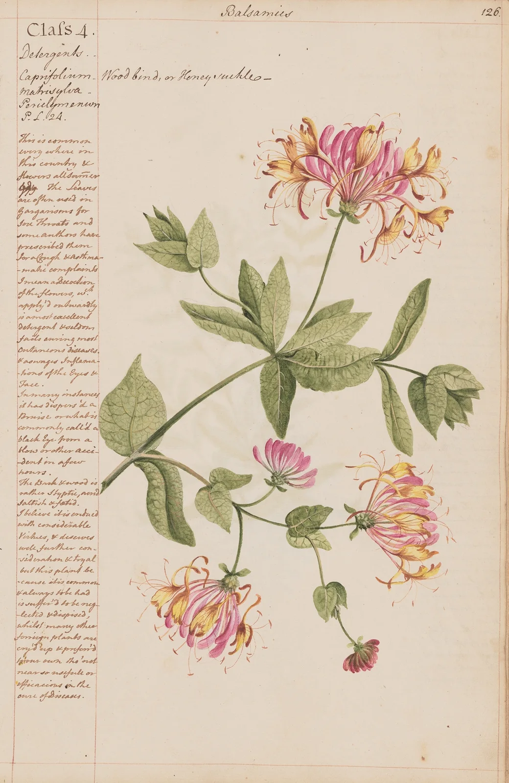 Wood bind or Honeysuckle av Joshua Webster