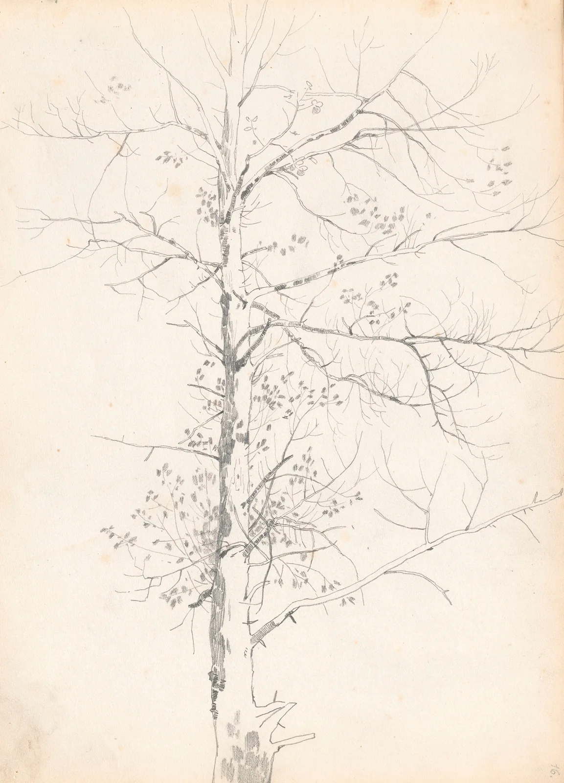 Birch av Jozef Brandt