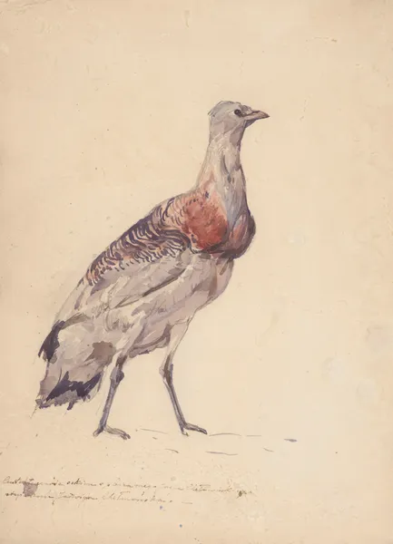 Study of bustard av Jozef Chelmonski