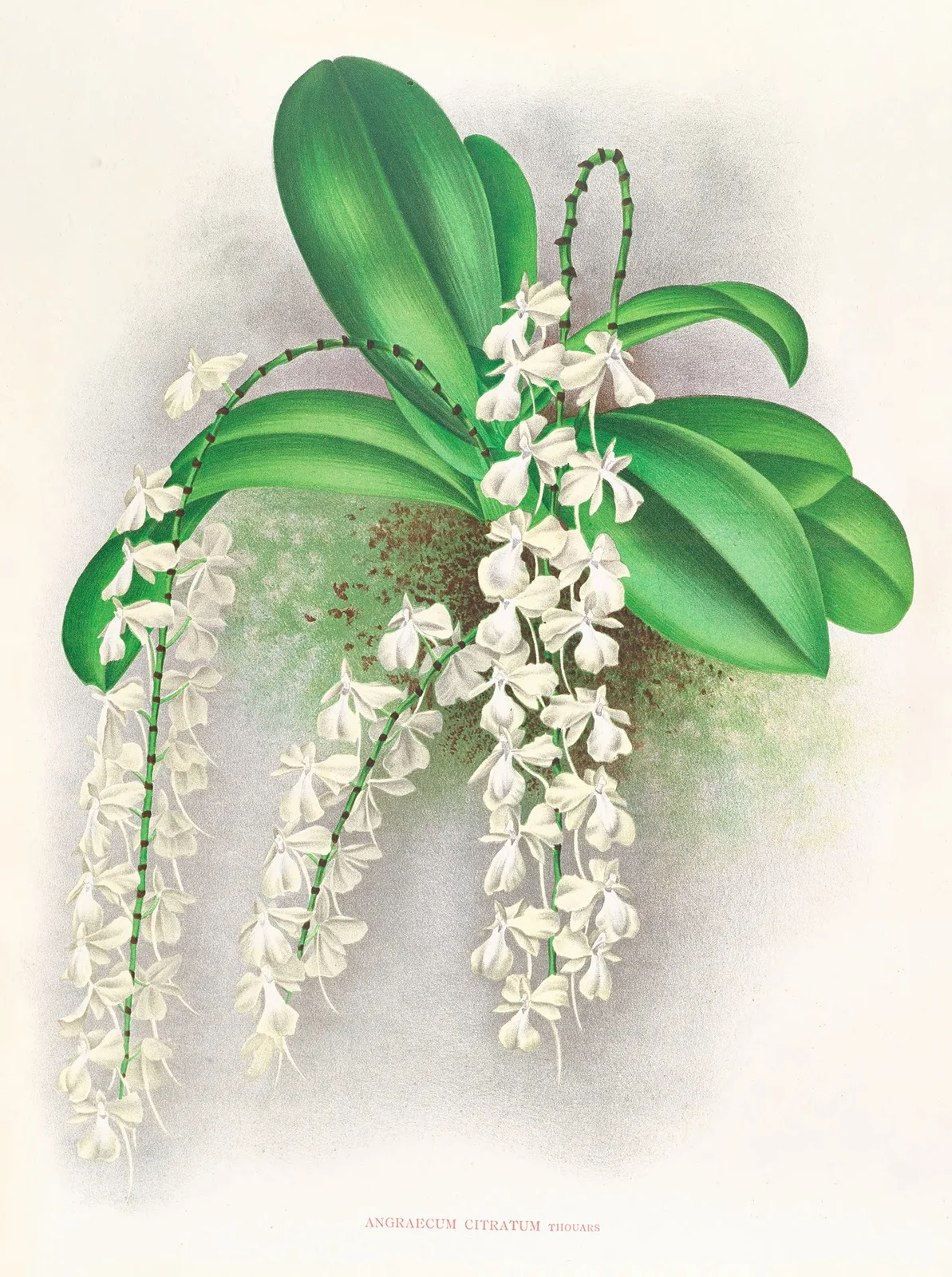 Angraecum citratum av Jean Jules Linden