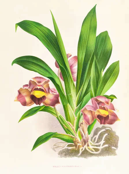 Bollea pulvinaris av Jean Jules Linden