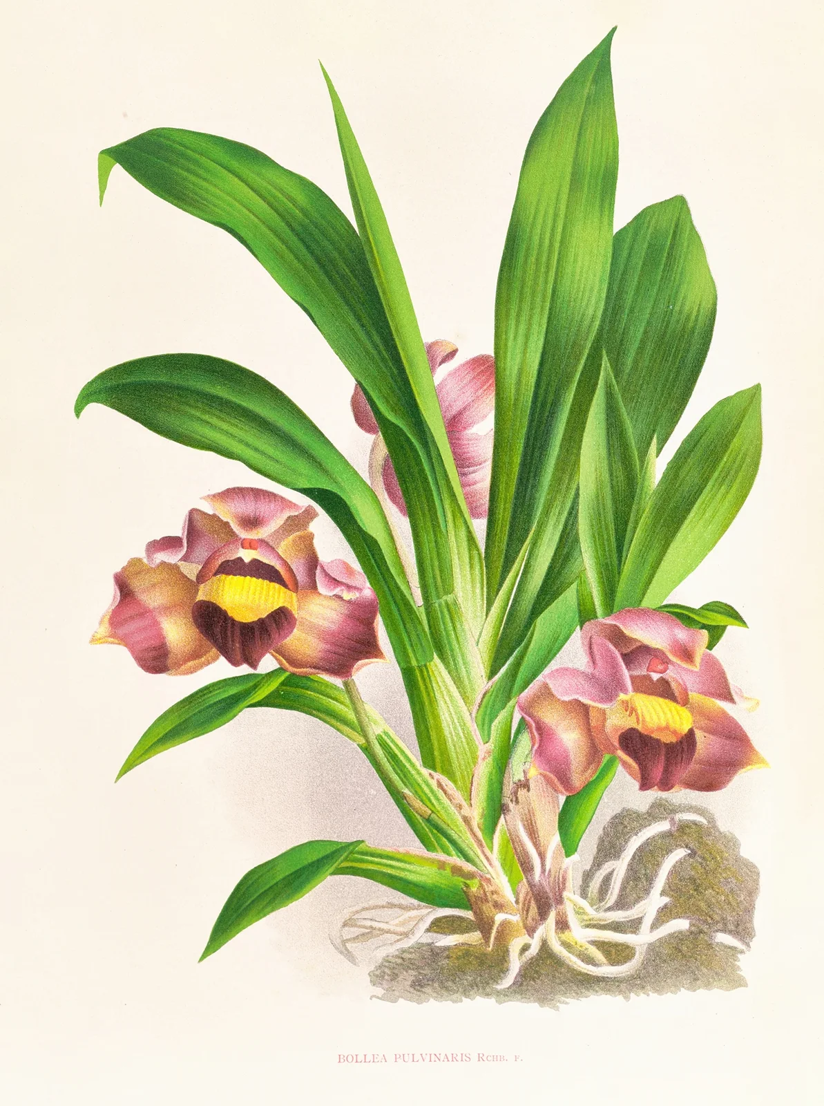 Bollea pulvinaris av Jean Jules Linden