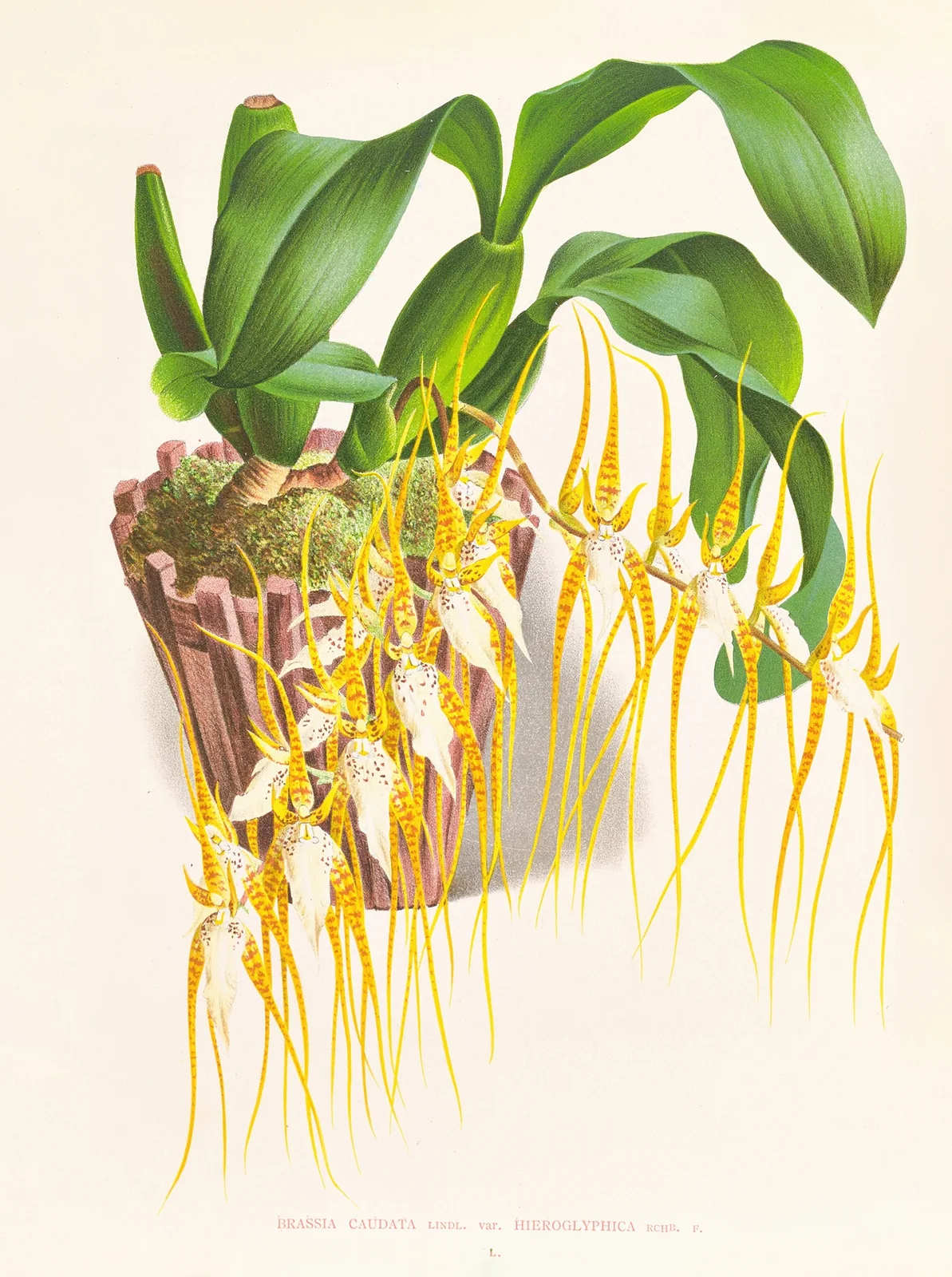 Brassia caudata av Jean Jules Linden