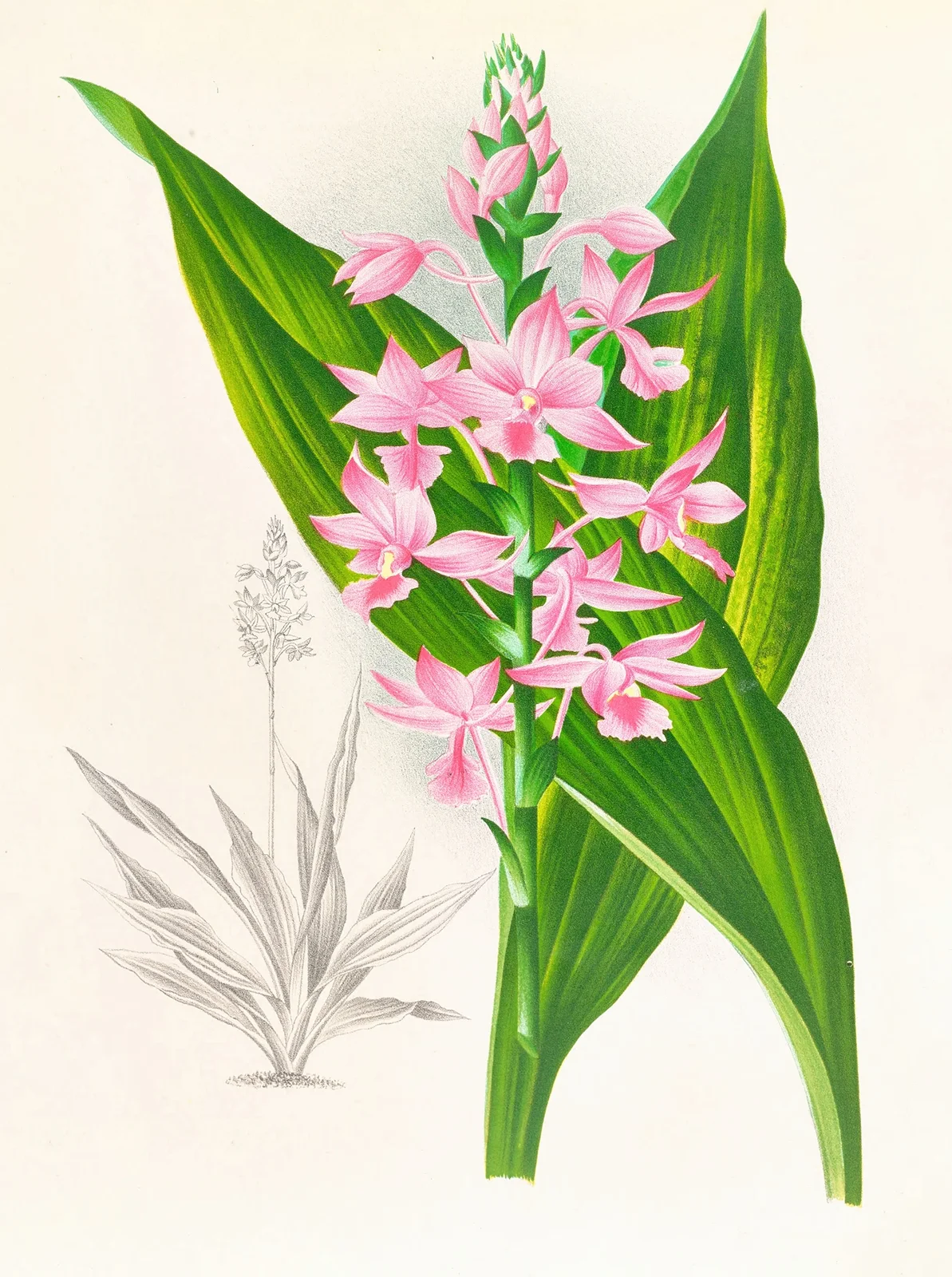 Calanthe Masuca av Jean Jules Linden