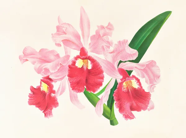 Cattleya gigas av Jean Jules Linden