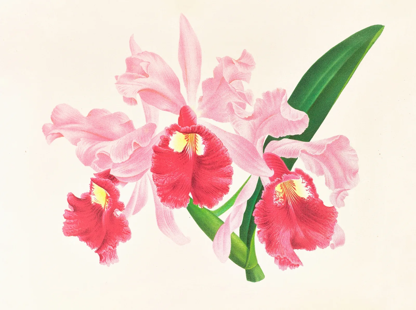 Cattleya gigas av Jean Jules Linden