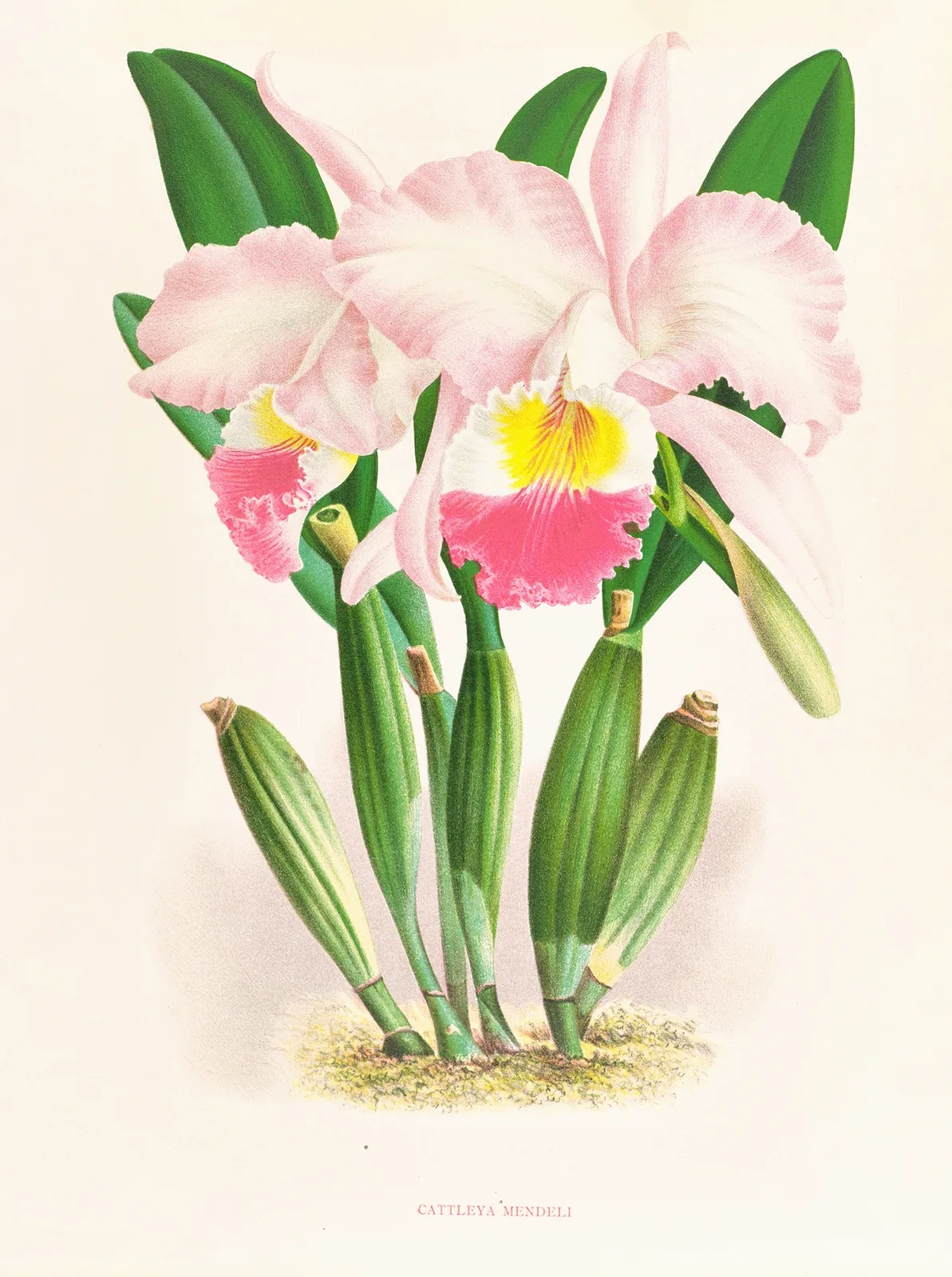 Cattleya Mendeli av Jean Jules Linden