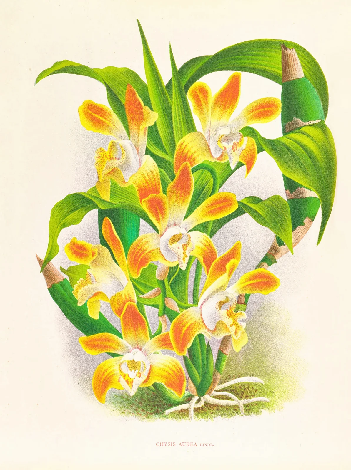 Chysis aurea av Jean Jules Linden