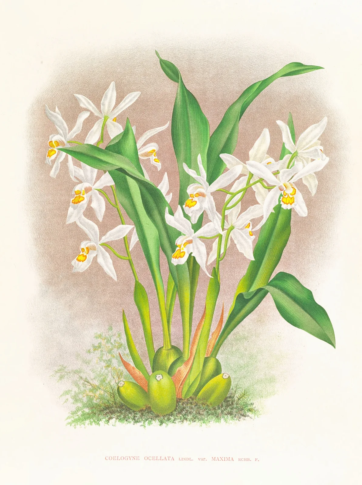 Coelogyne ocellata av Jean Jules Linden