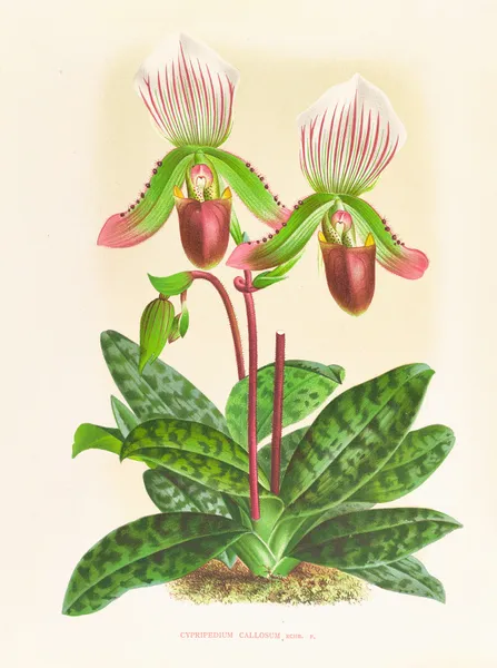 Cypripedium callosum av Jean Jules Linden