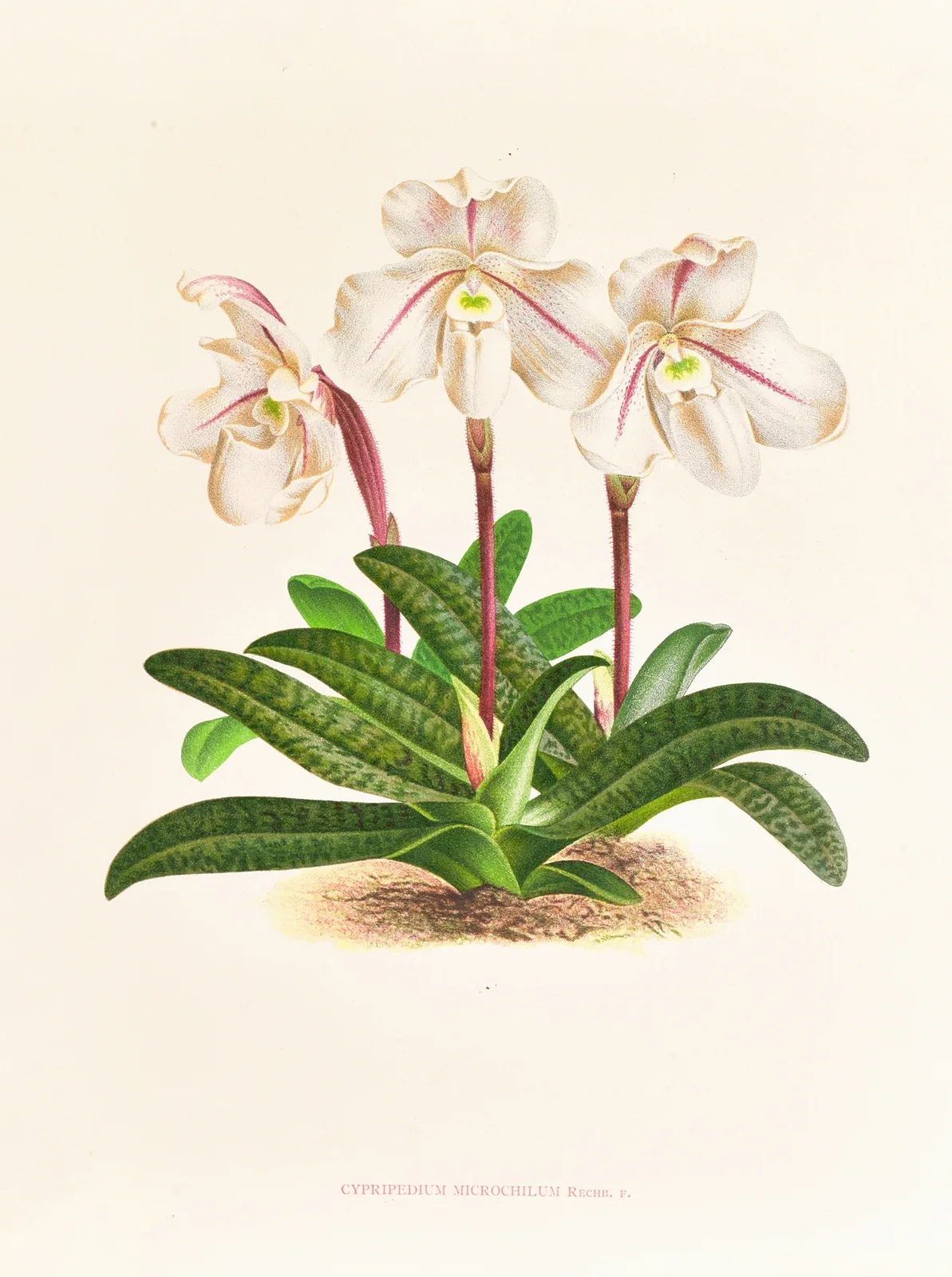 Cypripedium microchilum av Jean Jules Linden