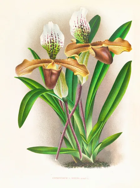Cypripedium nitens av Jean Jules Linden