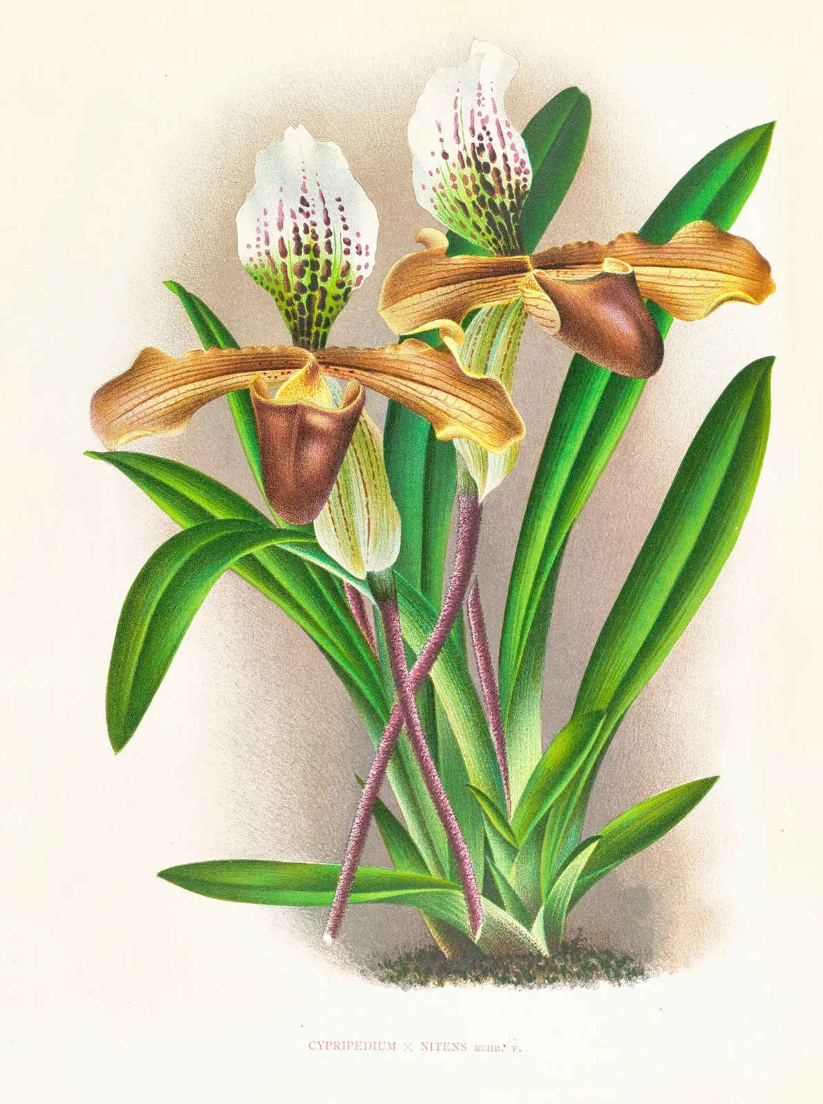 Cypripedium nitens av Jean Jules Linden