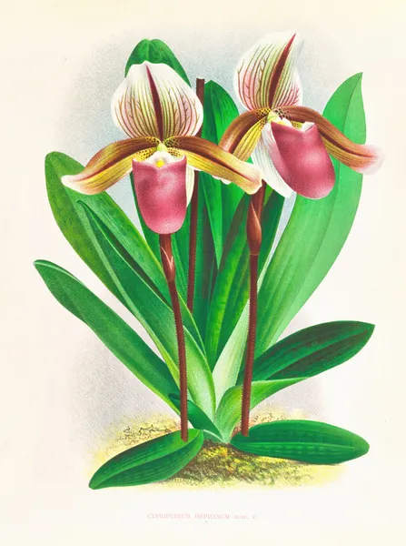 Cypripedium orphanum av Jean Jules Linden