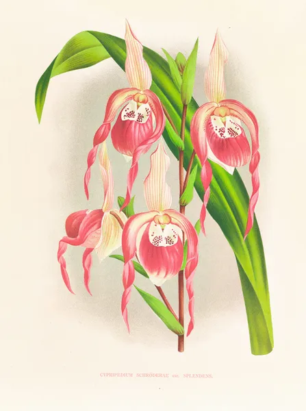 Cypripedium schroderae var splendens av Jean Jules Linden