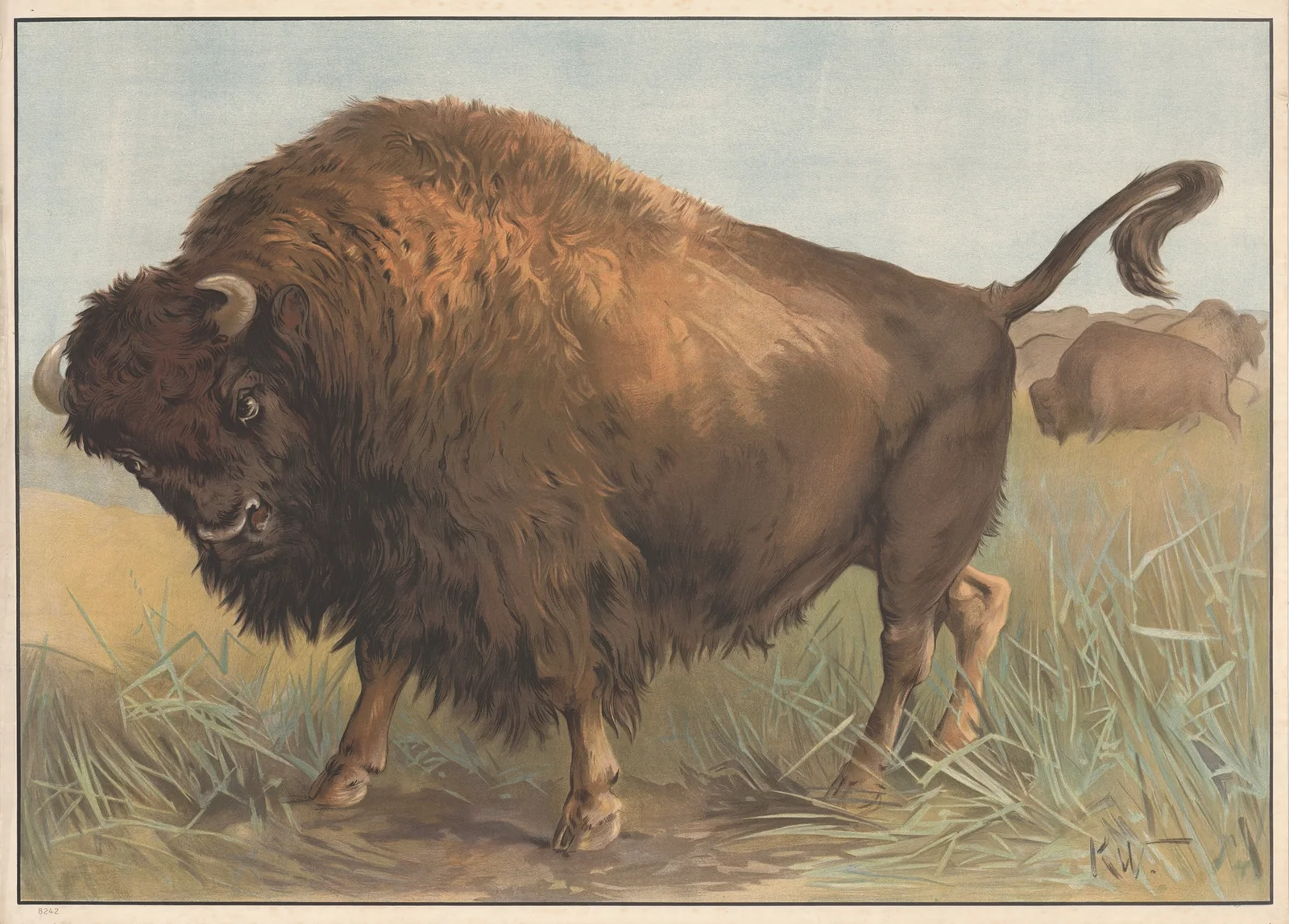 Bøffel (amerikansk) av Karl Wagner
