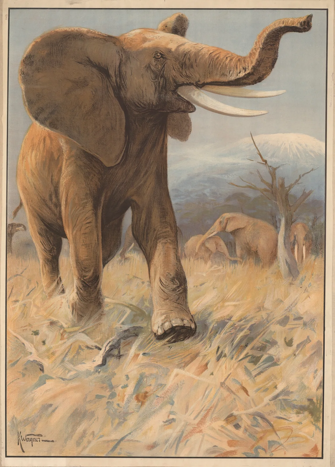 Elefant av Karl Wagner