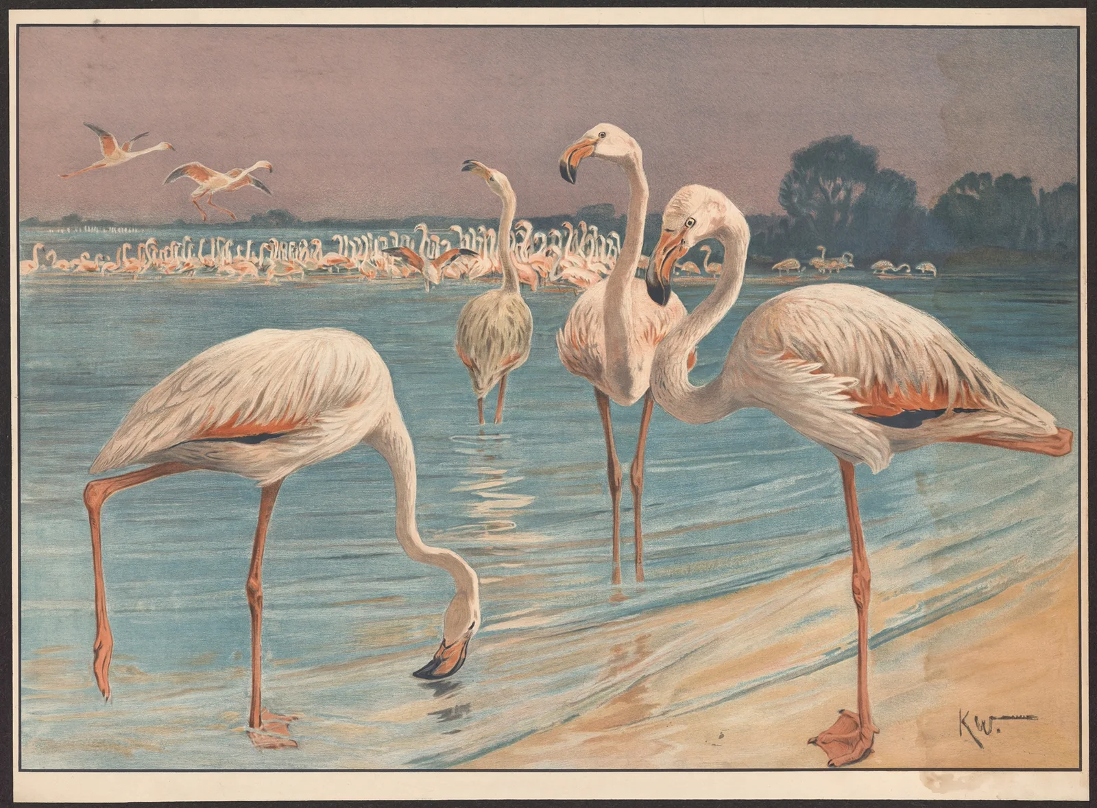 Flamingo av Karl Wagner