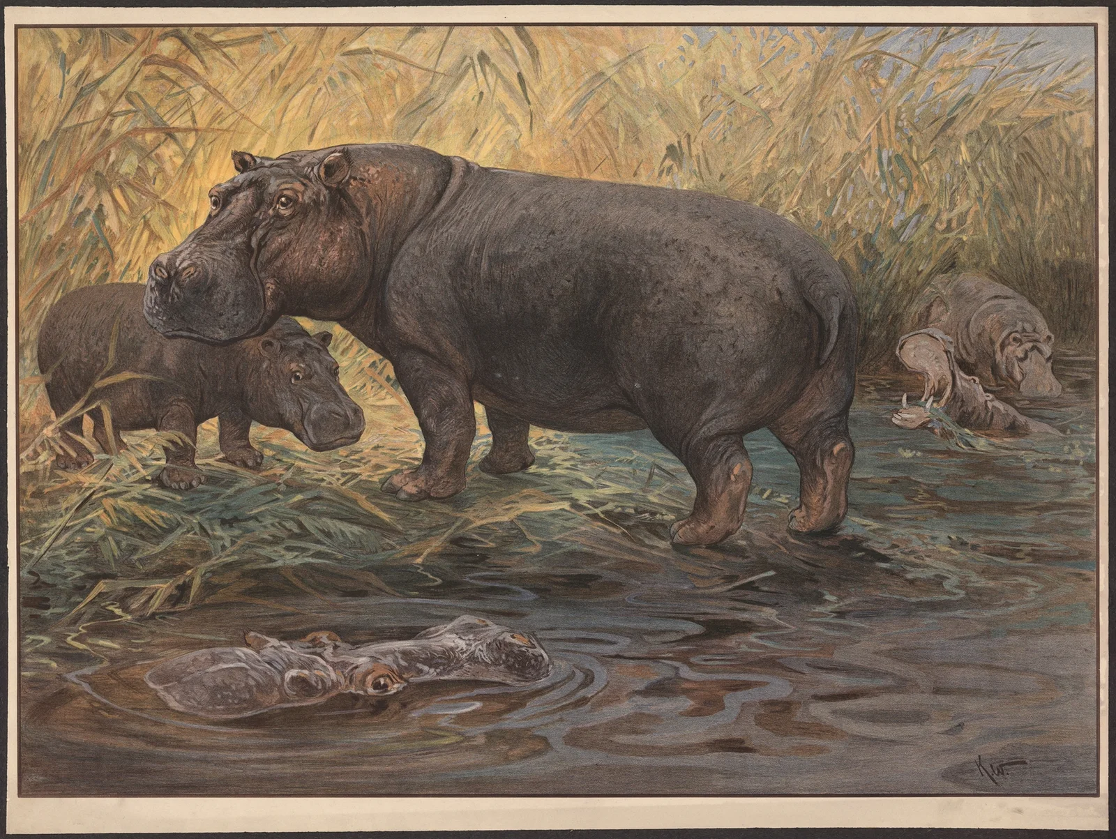 Flodhest av Karl Wagner