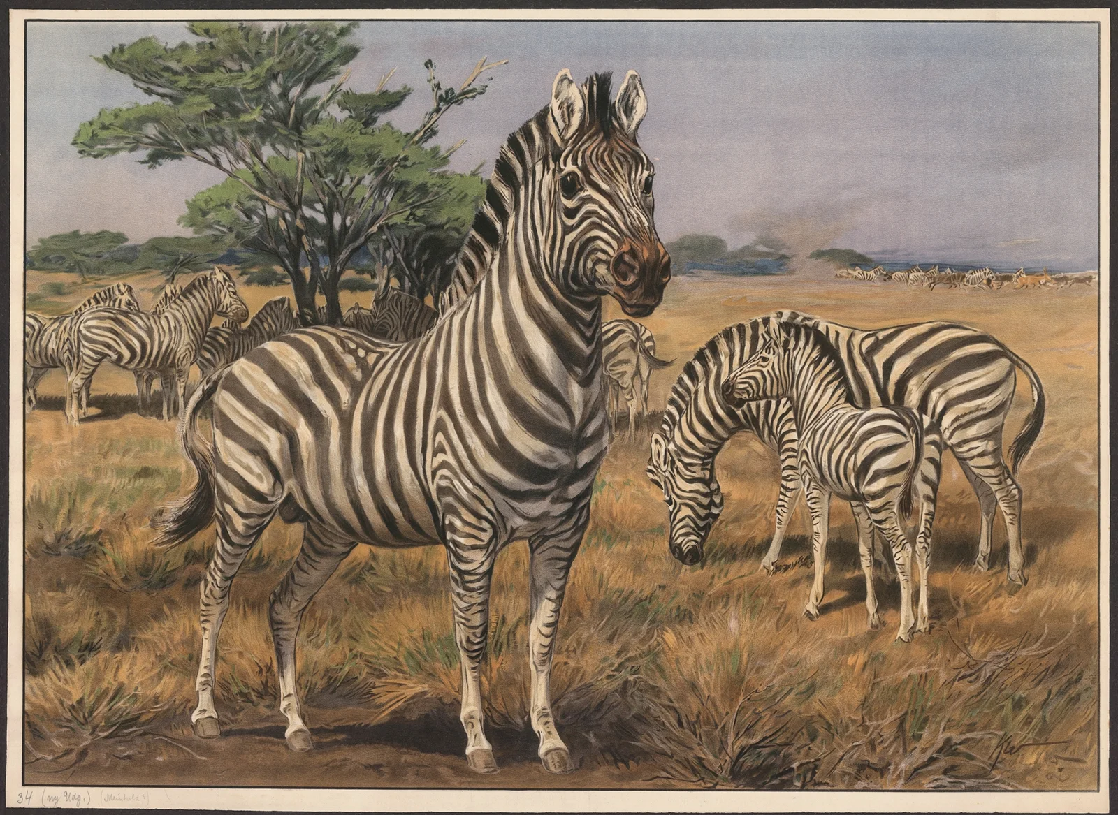 Zebra av Karl Wagner