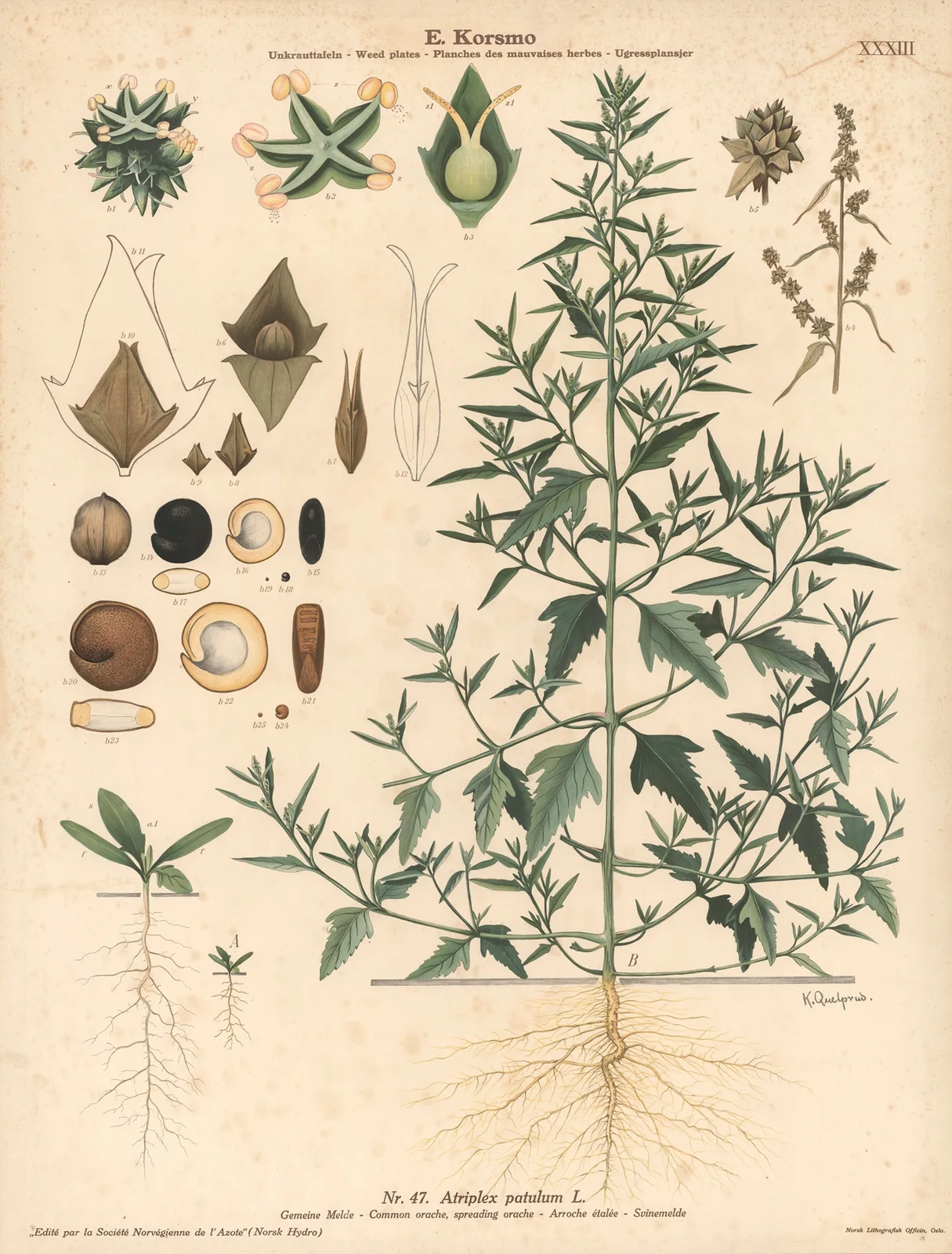 Common orache, spreading orache av Knut Quelprud