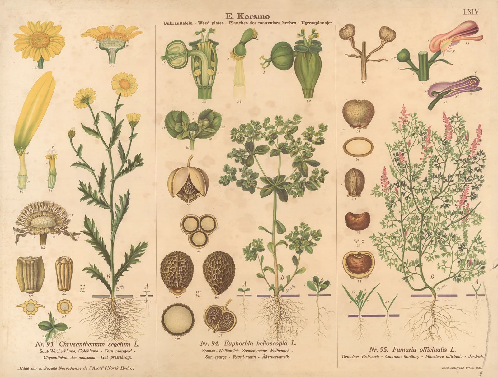 Corn marigold, Sun spurge av Knut Quelprud