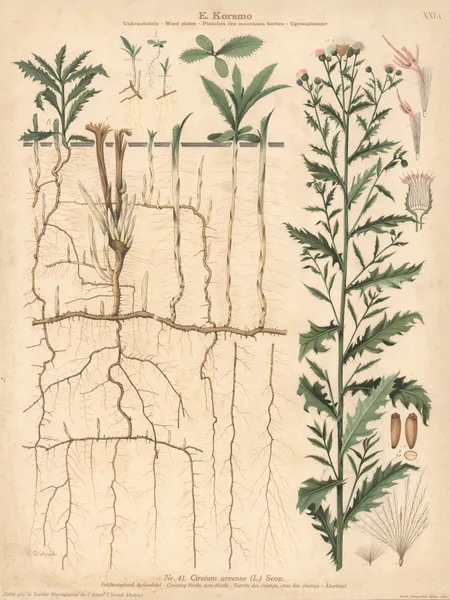 Creeping thistle, corn- thistle av Knut Quelprud