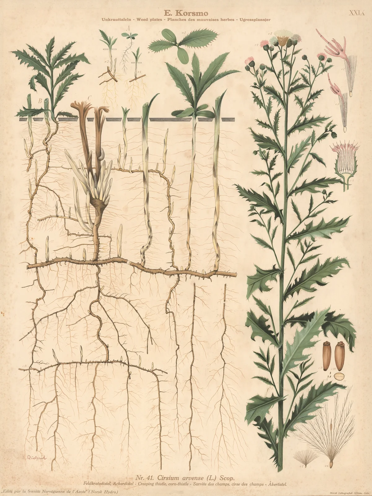 Creeping thistle, corn- thistle av Knut Quelprud
