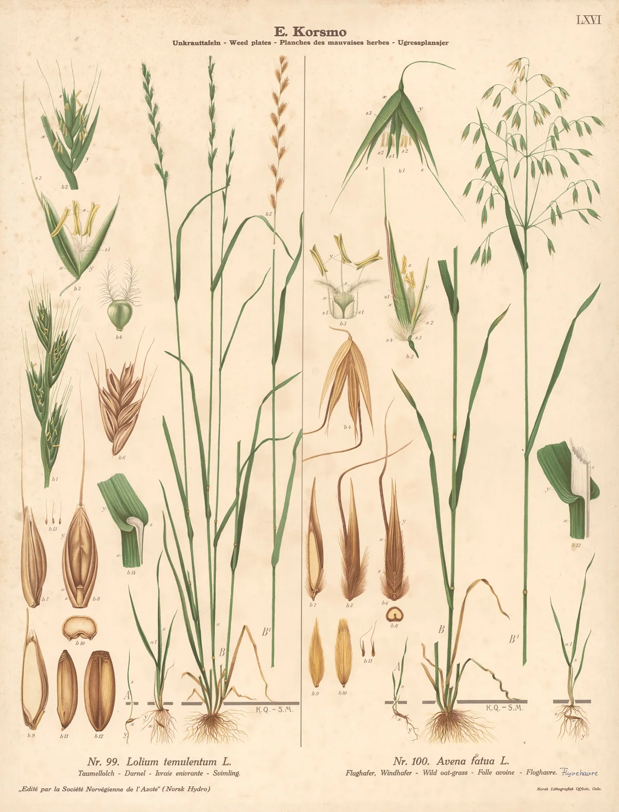 Darnel, Wild oat-grass av Knut Quelprud