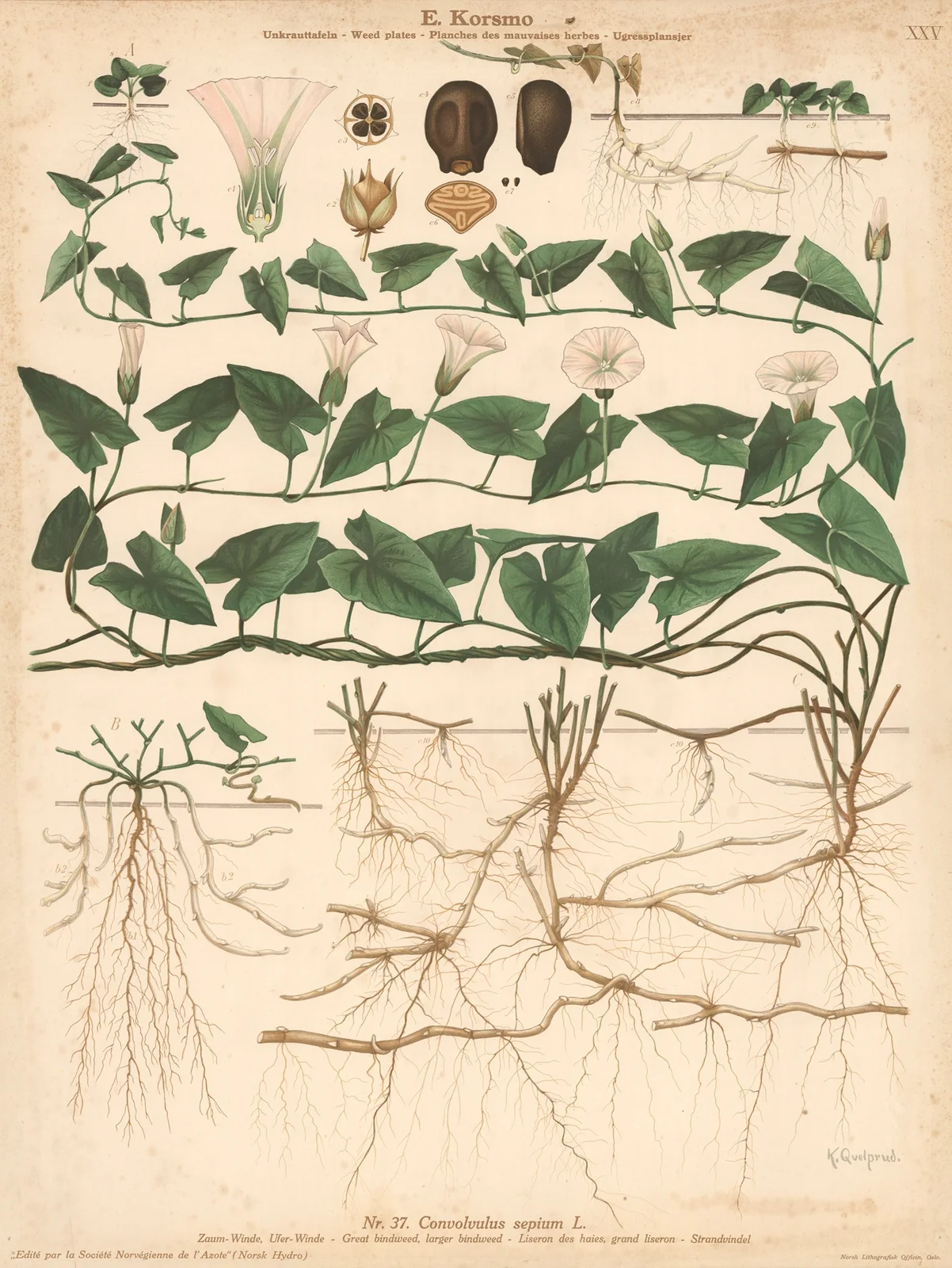 Great bindweed, larger bindweed av Knut Quelprud